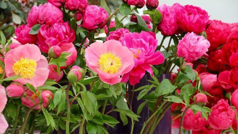 These roses are too small! I'll come back this afternoon.