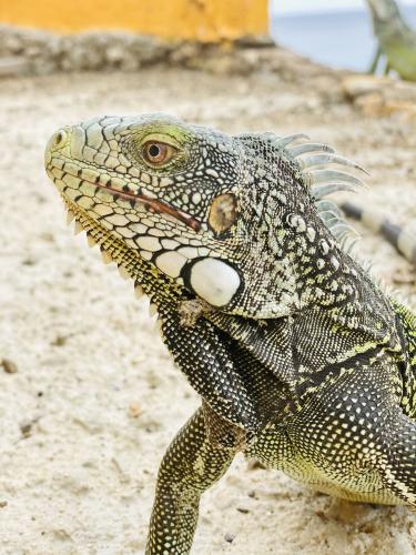 Iguana, Playa Forti