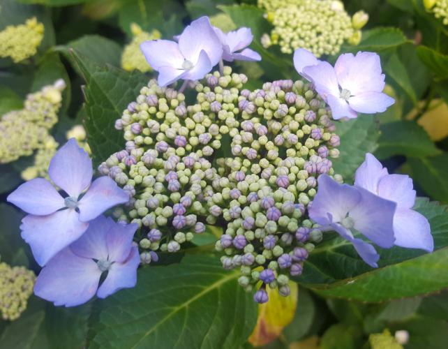 Hortensia