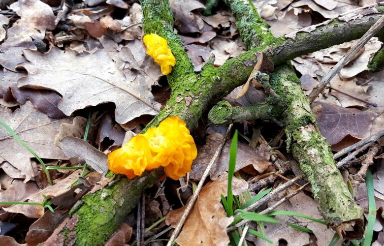 Yellow vibrating agaric