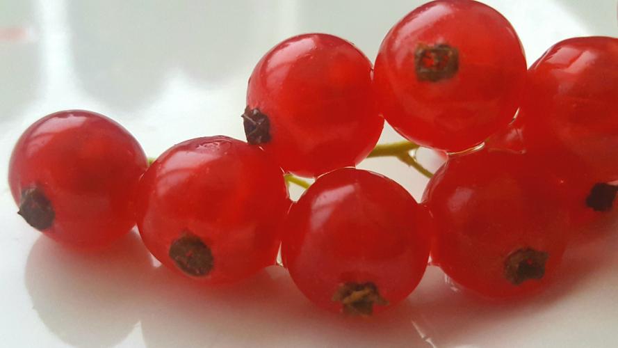 Aalbes - Ribes rubrum