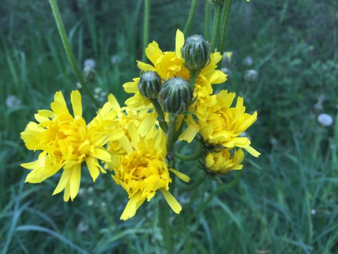 Arable milk thistle - Sonchus arvensis