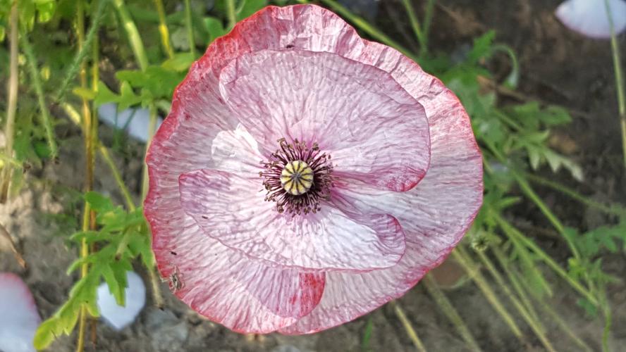 Do you want to see different poppies?