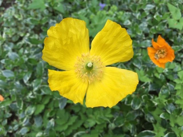 Do you want to see different poppies?