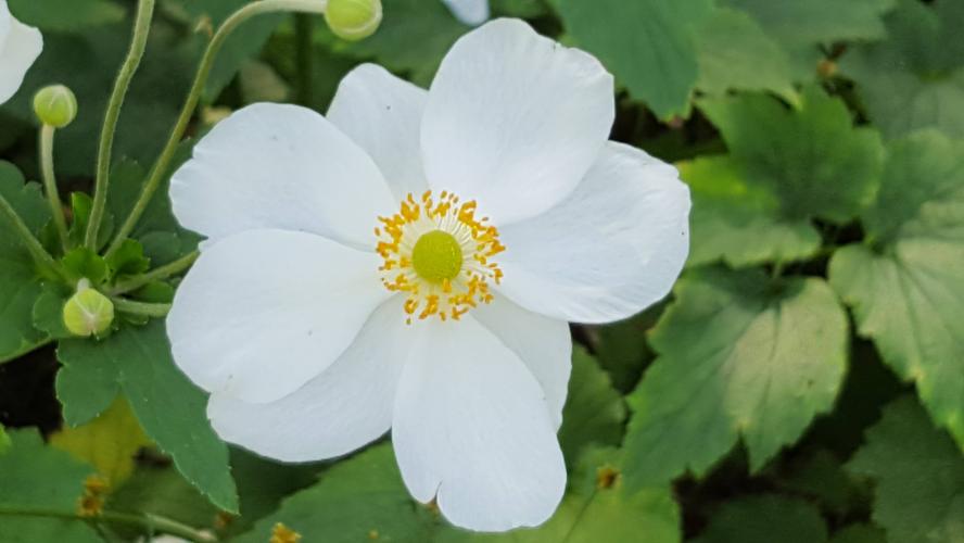 Do you want to see different poppies?