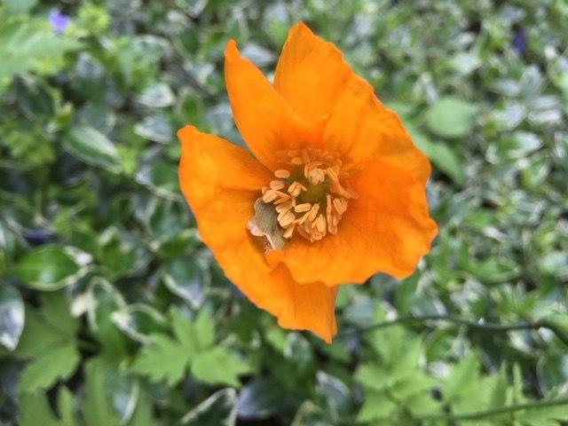 Do you want to see different poppies?