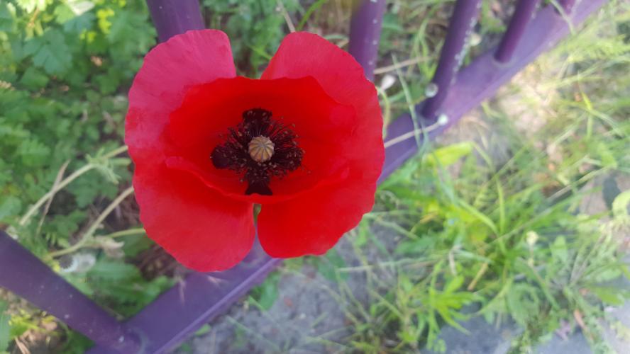 Do you want to see different poppies?