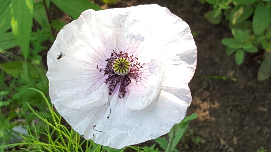 Do you want to see different poppies?