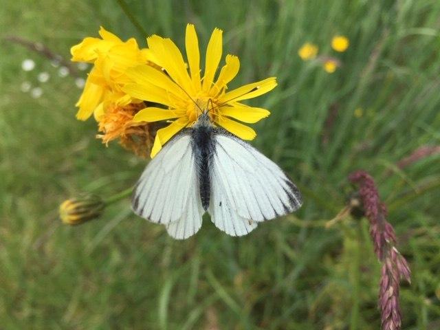 Vlinder op paardenbloem