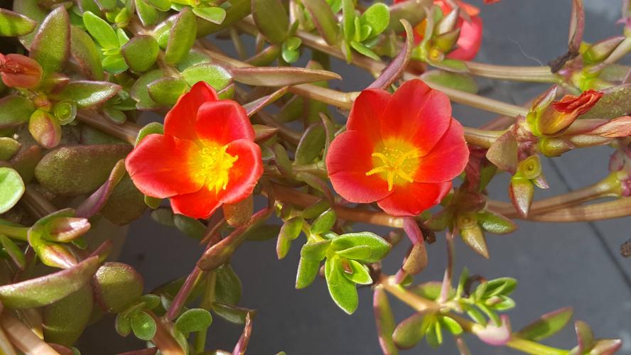 Portulaca
