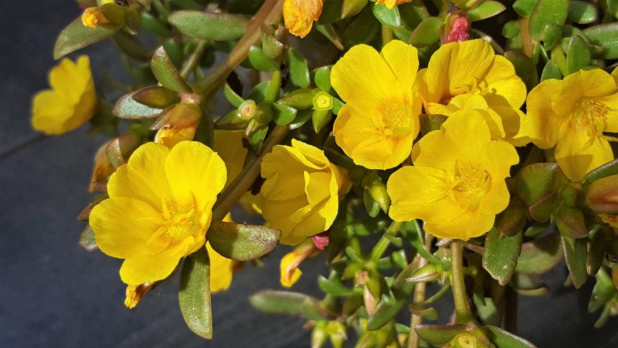 Portulaca