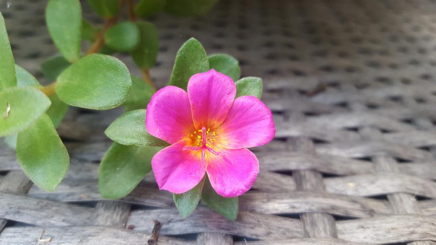Portulaca