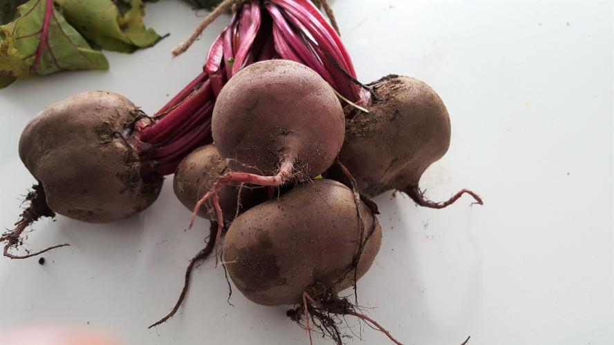 Foodfoto's rode biet