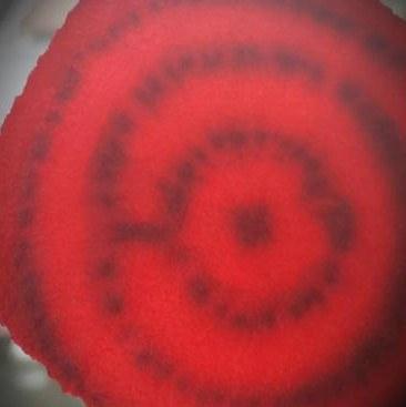 Foodfoto's rode biet