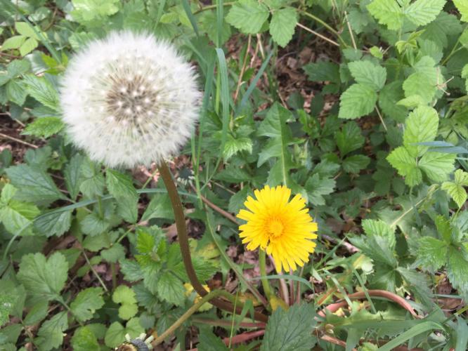 Triptych dandelion
