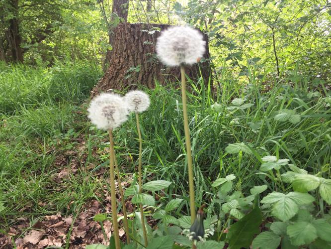 Triptych dandelion