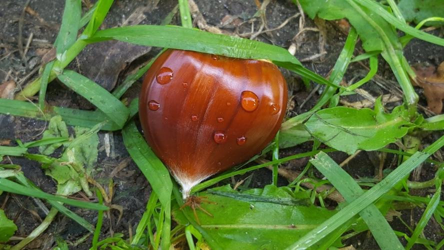 Kastanje in het gras