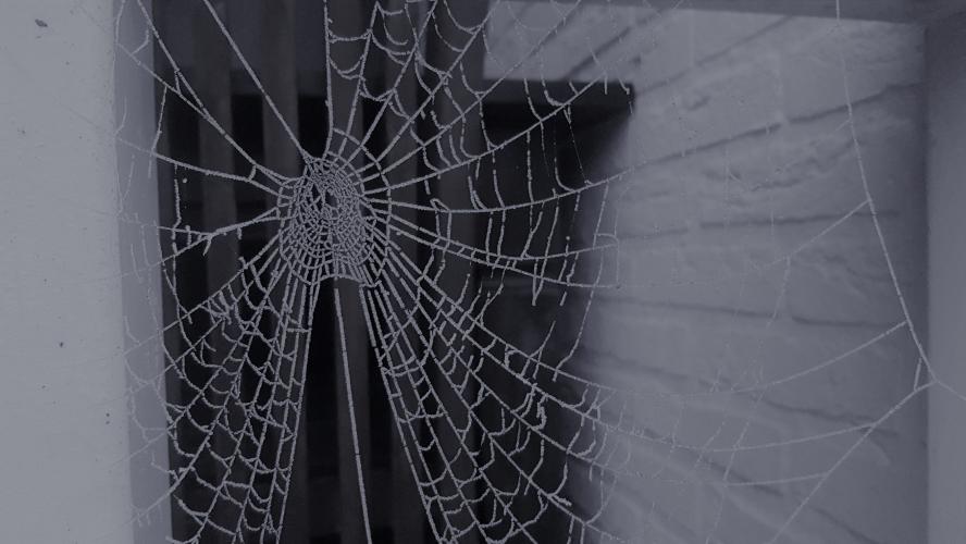 Spinneweb