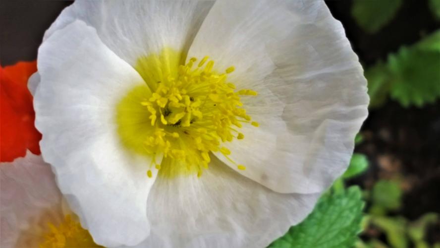 Do you want to see different poppies?