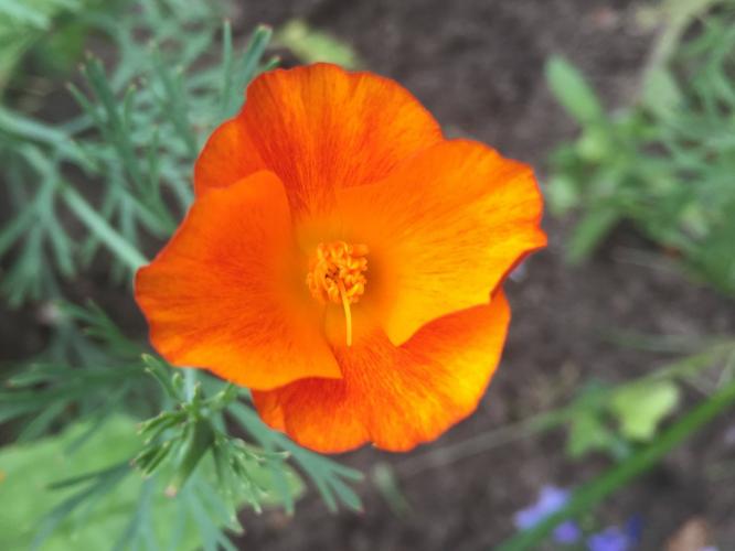 Do you want to see different poppies?