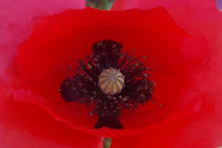 Do you want to see different poppies?
