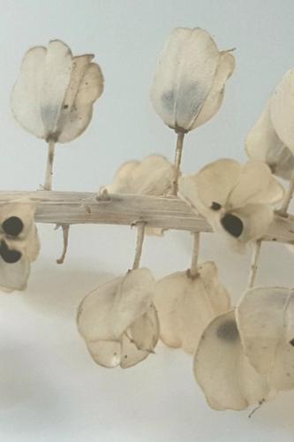 Close up blauwe druifjes