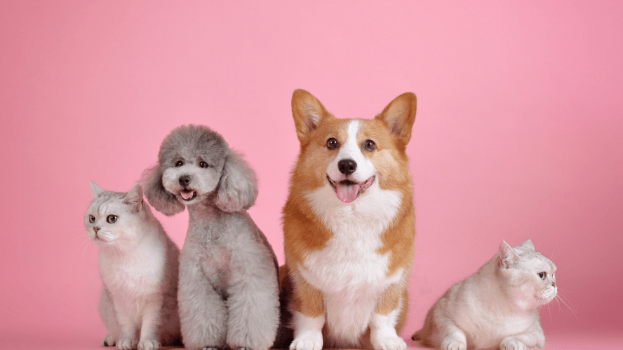 Top 50 Pet Love Quotes