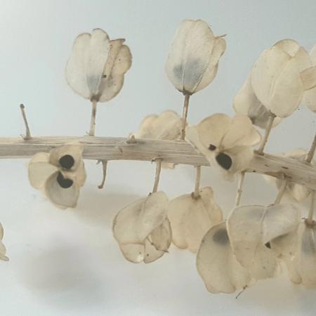 Close up blauwe druifjes