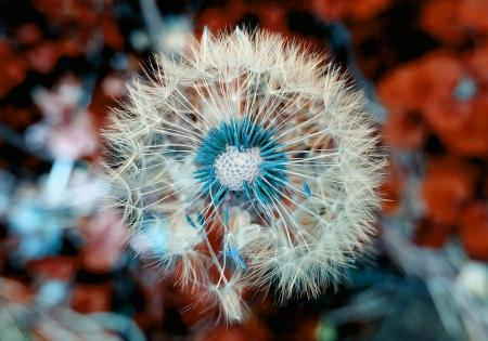 Paardenbloem pluisjes blazen