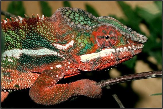 Top 10 Most Colorful Animals