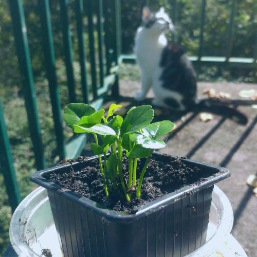 Van Citroen naar ontkiemde zaadjes naar groene groeisels!