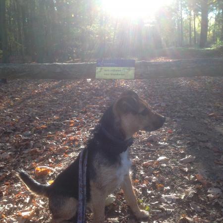 Vanmorgen wandeling in montferland , andere kant van het land 