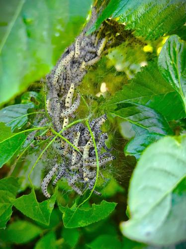 Natuurfoto rupsen nest