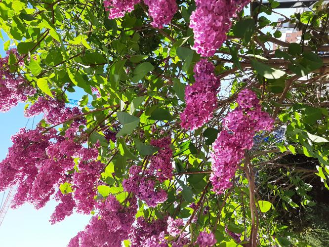 A tree on my terrace
