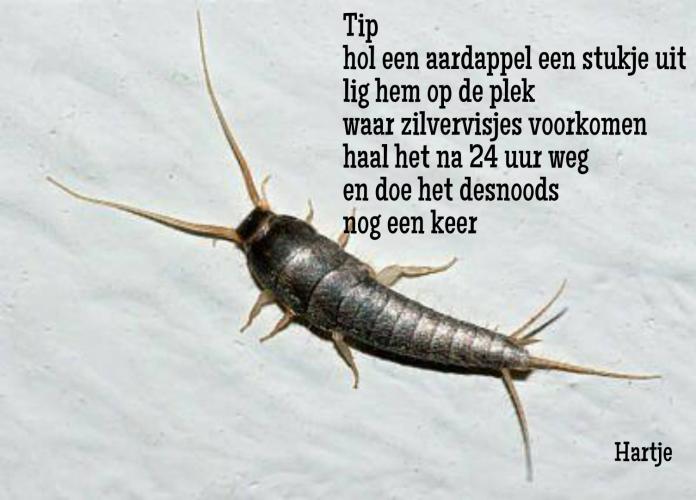 Weg met zilvervisjes