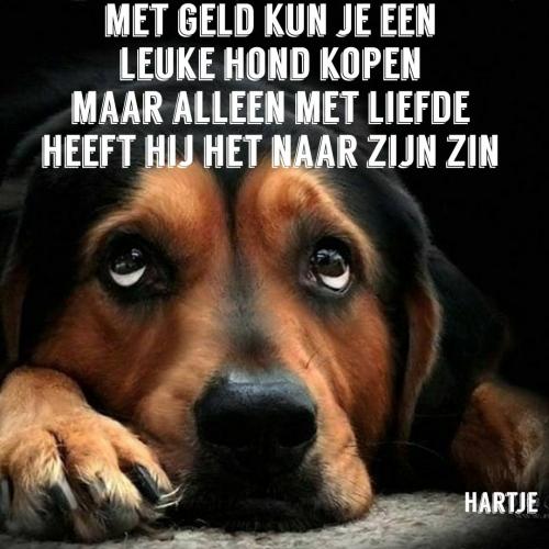 Denk na voordat je een hond koop
