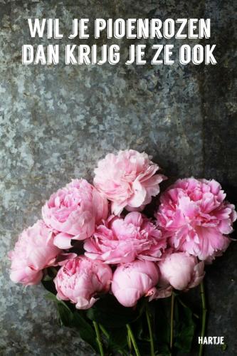 Pioenrozen speciaal voor jou ❤