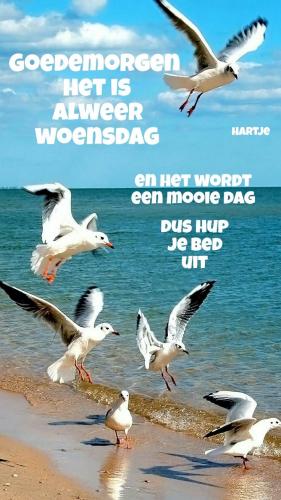 Het is alweer woensdag