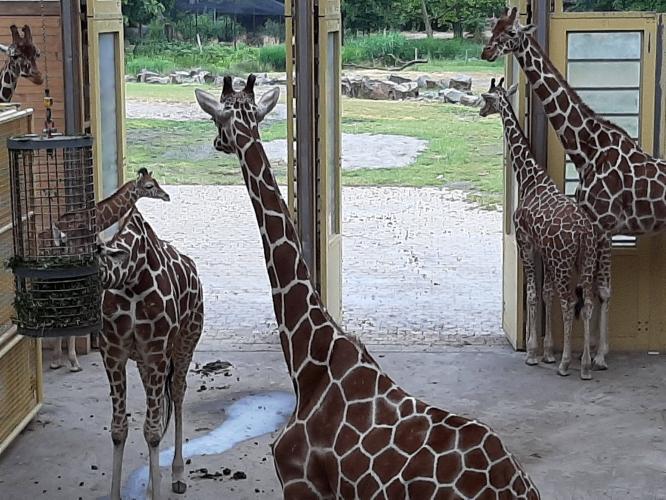 Giraffe Banio in Diergaarde Blijdorp overleden