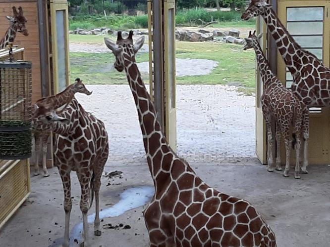 Giraffe Banio in Diergaarde Blijdorp overleden