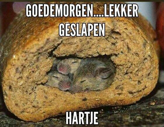 Muis op brood