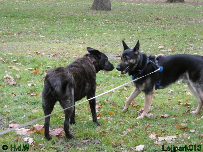 Beestenboel december 2024