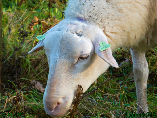 Schaapjes in het Leijpark