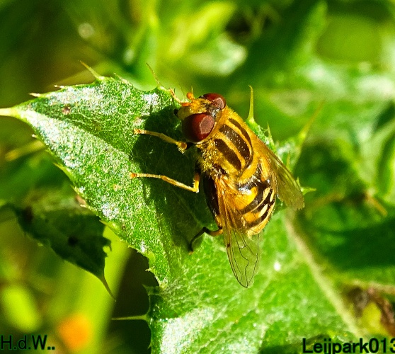 Fluweelzweefvlieg &amp; Lisdodde