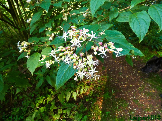 10 &amp; 11 &amp; 12 &amp; 13 augustus 2024