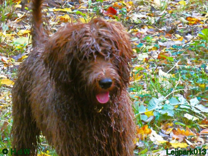 Beestenboel oktober 2025