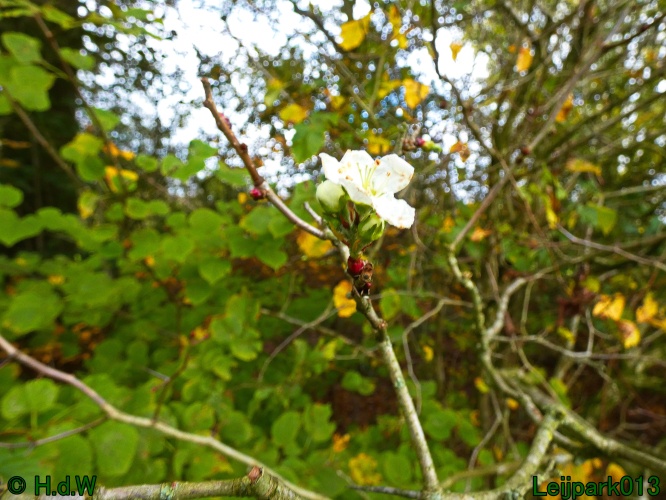 Is het herfst of toch lente!