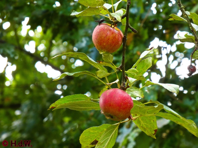 Landal Orveltermarke