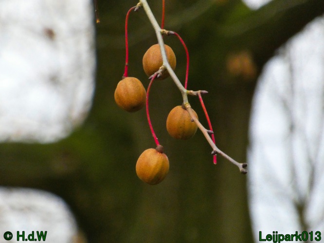 20 &amp; 21 &amp; 22 &amp; 23 december 2024