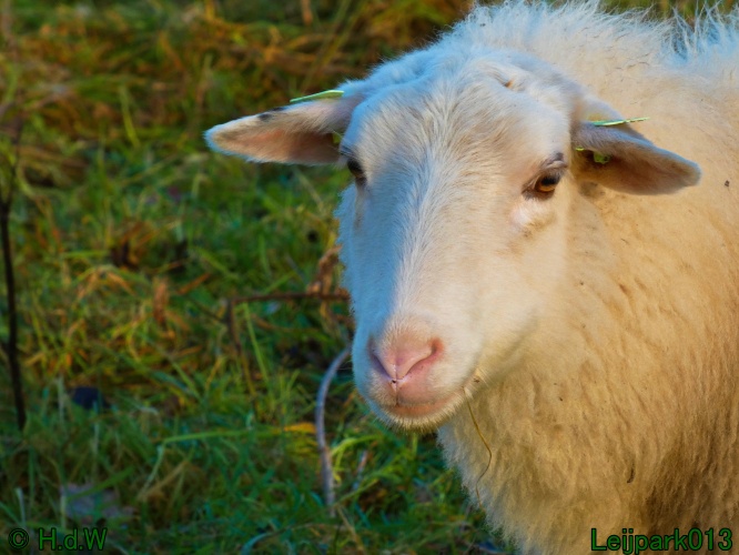 Schaapjes in het Leijpark